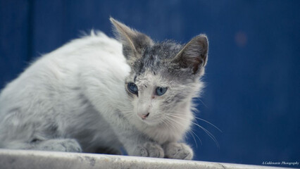 Ringelflechte bei Katzen ist eine lästige und schmerzhafte Hauterkrankung, die sofort behandelt werden muss