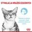 ROYAL CANIN Sensory Feel Katzen-Nassfutter 12x85 g