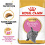 ROYAL CANIN Kitten british shorthair Trockenfutter für Kätzchen bis zu 12 Monaten Britisch Kurzhaar 2x2 kg