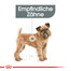 ROYAL CANIN DENTAL CARE MINI Trockenfutter für kleine Hunde mit empfindlichen Zähnen 8 kg
