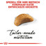 ROYAL CANIN British Shorthair Kittenfutter trocken für BKH Kätzchen 400 g