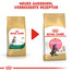 ROYAL CANIN Maine Coon Kittenfutter trocken für Kätzchen 400 g