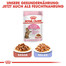 ROYAL CANIN KITTEN Sterilised Kittenfutter für kastrierte Kätzchen 3,5 kg