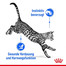 ROYAL CANIN INDOOR Sterilised in Gelee Nassfutter für Wohnungskatzen 12 x 85 g