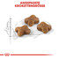 ROYAL CANIN KITTEN Trockenfutter für Kätzchen 10 kg
