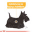 ROYAL CANIN DERMACOMFORT MINI Trockenfutter für kleine Hunde mit empfindlicher Haut 3 kg